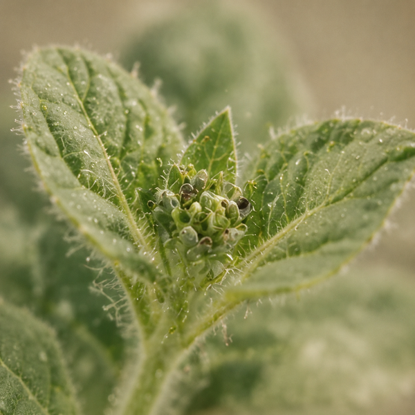 Nicotiana Sylvestris Leaf Cells